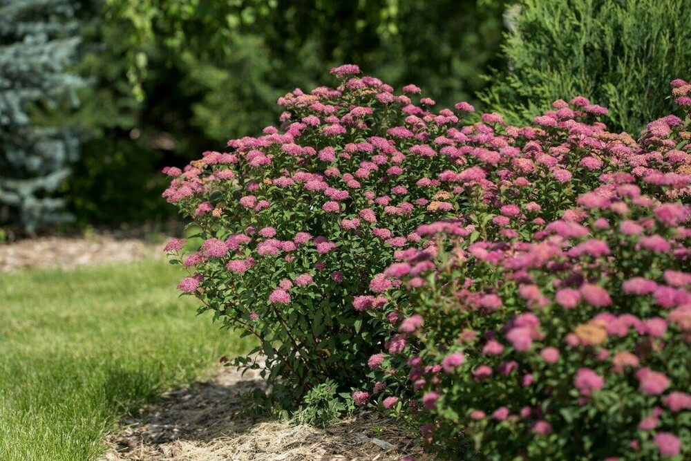 Спирея Бумальда (Spiraea &times; bumalda)
