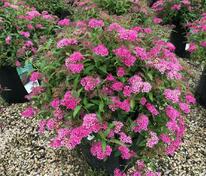 Спирея Бумальда (Spiraea × bumalda)