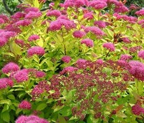 Спирея японская (Spiraea japonica)