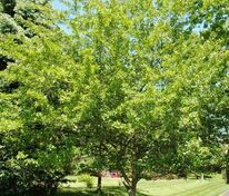 Боярышник зеленый Винтер Кинг (Crataegus viridis 'Winter King')