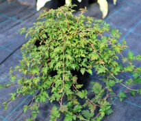 Стефанандра надрезнолистная (Stephanandra incisa)