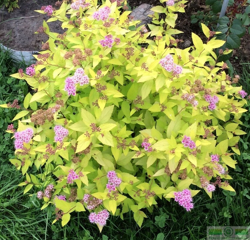 Спирея японская Голдмаунд (Spiraea japonica 'Goldmound')