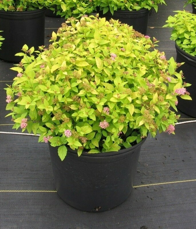 Спирея японская Голдмаунд (Spiraea japonica 'Goldmound')