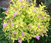 Спирея японская Голдмаунд (Spiraea japonica 'Goldmound')