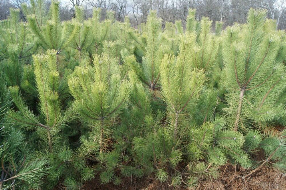 Сосна крымская (Pinus nigra subsp. pallasiana)
