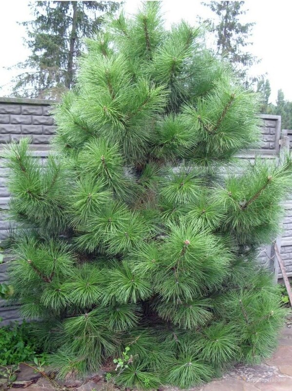 Сосна крымская (Pinus nigra subsp. pallasiana)