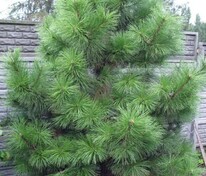Сосна крымская (Pinus nigra subsp. pallasiana)
