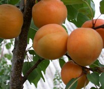 Абрикос Царский (Prunus armeniaca 'Tsarskiy')