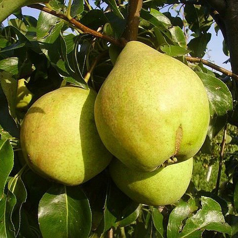 Груша Просто Мария (Pyrus communis 'Prosto Mariya')