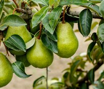 Груша Просто Мария (Pyrus communis 'Prosto Mariya')