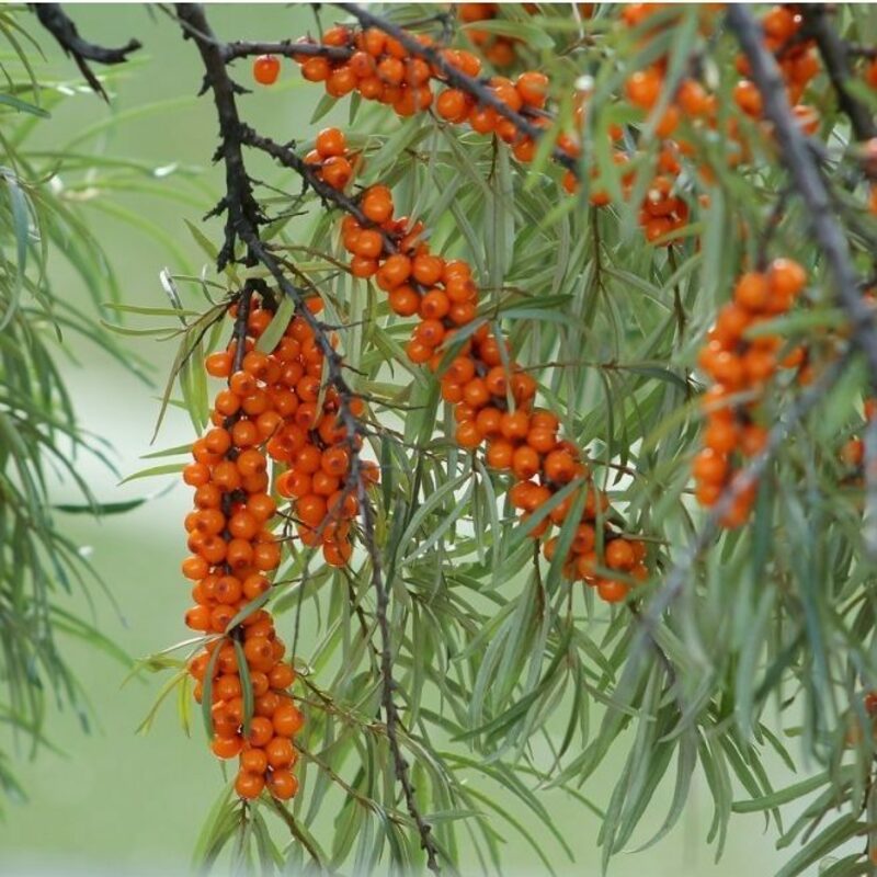 Облепиха Ажурная (Hippophae rhamnoides 'Azhurnaya')
