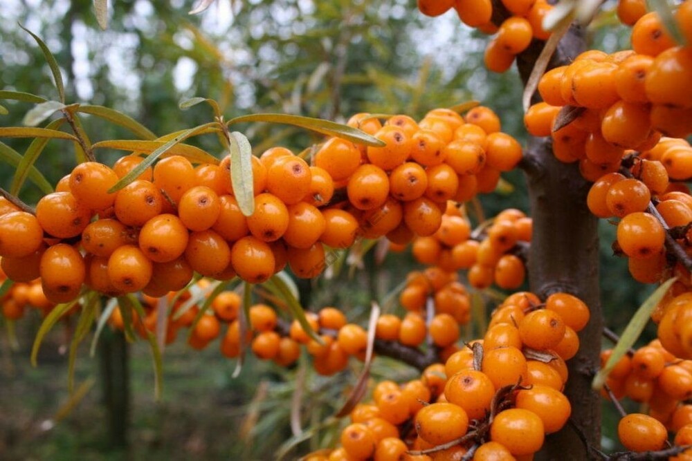 Облепиха Ажурная (Hippophae rhamnoides 'Azhurnaya')
