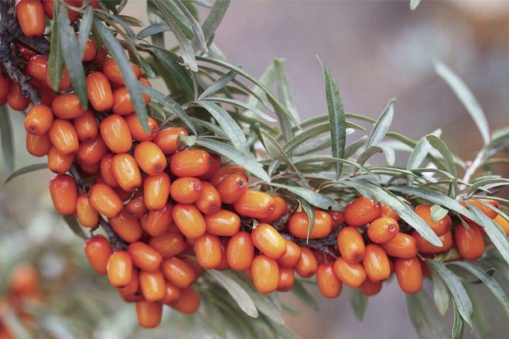 Облепиха Джемовая (Hippophae rhamnoides 'Dzhemovaya')