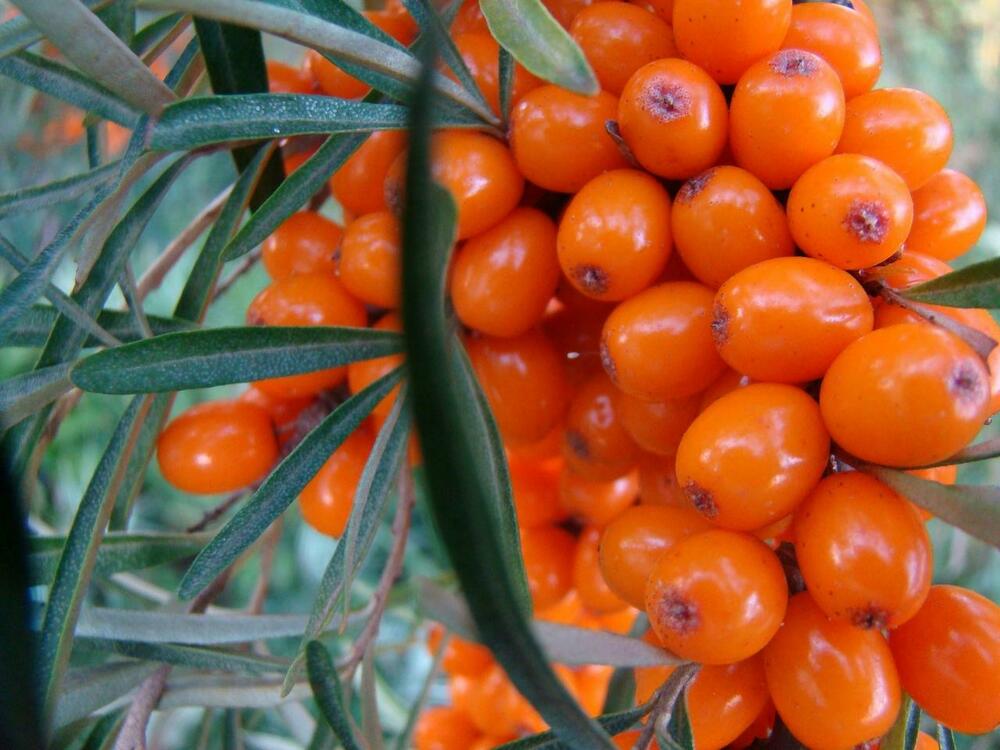 Облепиха Джемовая (Hippophae rhamnoides 'Dzhemovaya')