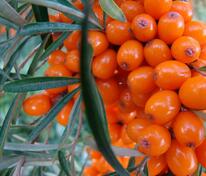Облепиха Джемовая (Hippophae rhamnoides 'Dzhemovaya')