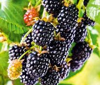 Ежевика Блэк Сатин (Rubus fruticosus 'Black Satin')