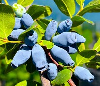 Жимолость съедобная Аврора (Lonicera edulis 'Aurora')