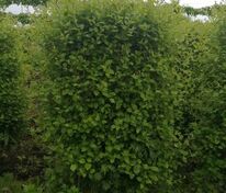 Боярышник кроваво-красный (Crataegus sanguinea)