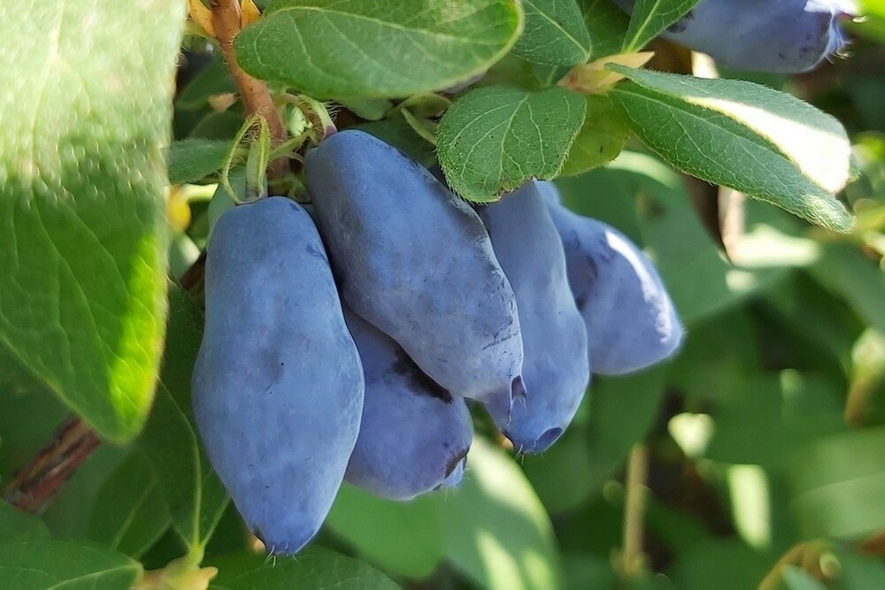 Жимолость съедобная Голубой банан (Lonicera edulis 'Blue Banana')