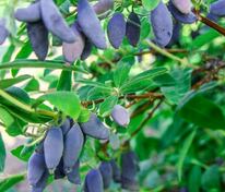 Жимолость съедобная Голубой банан (Lonicera edulis 'Blue Banana')