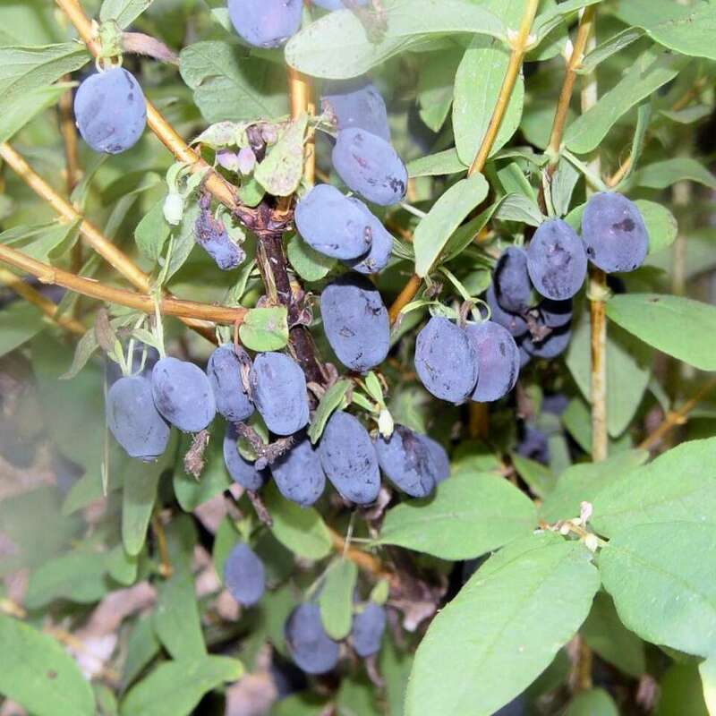 Жимолость съедобная Бореал Бест (Lonicera edulis 'Boreal Best')