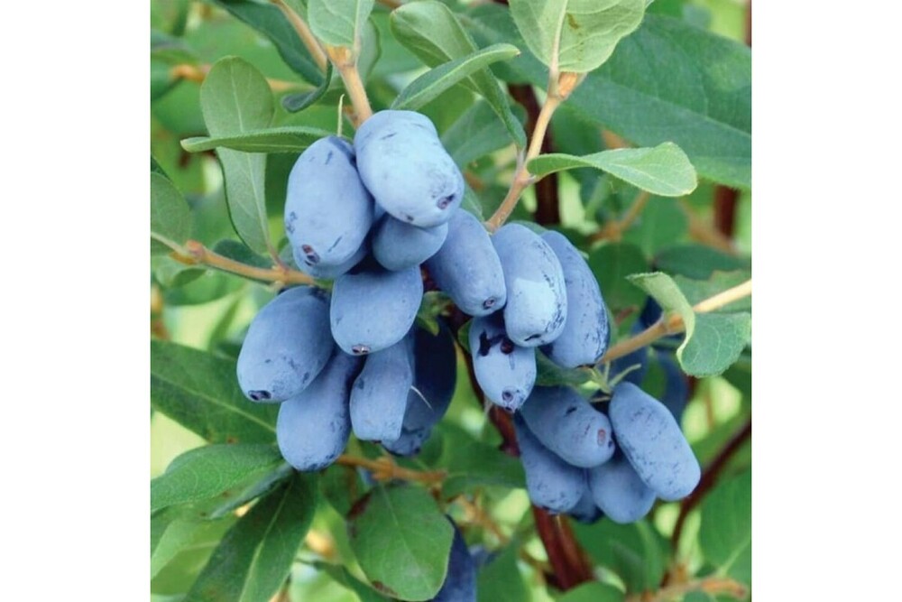 Жимолость съедобная Бореал Бест (Lonicera edulis 'Boreal Best')
