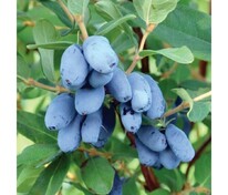 Жимолость съедобная Бореал Бест (Lonicera edulis 'Boreal Best')