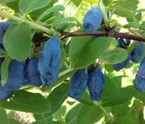 Жимолость съедобная Бореал Близзард (Lonicera edulis 'Boreal Blizzard')