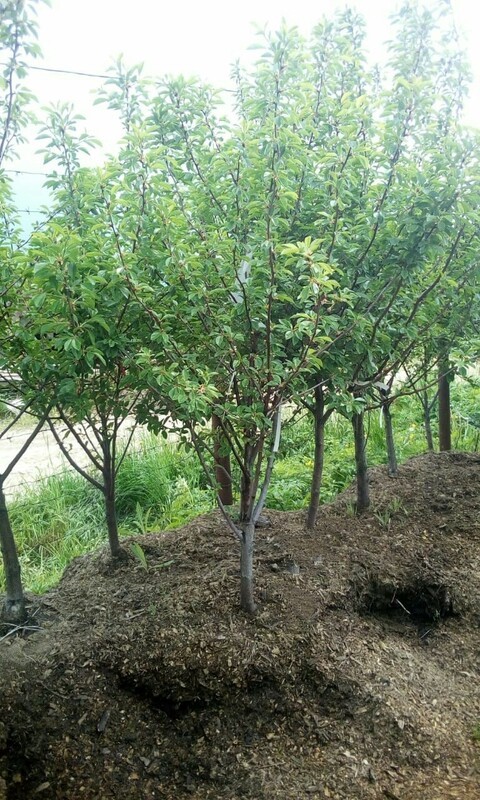 Вишня домашняя обыкновенная (Prunus cerasus)