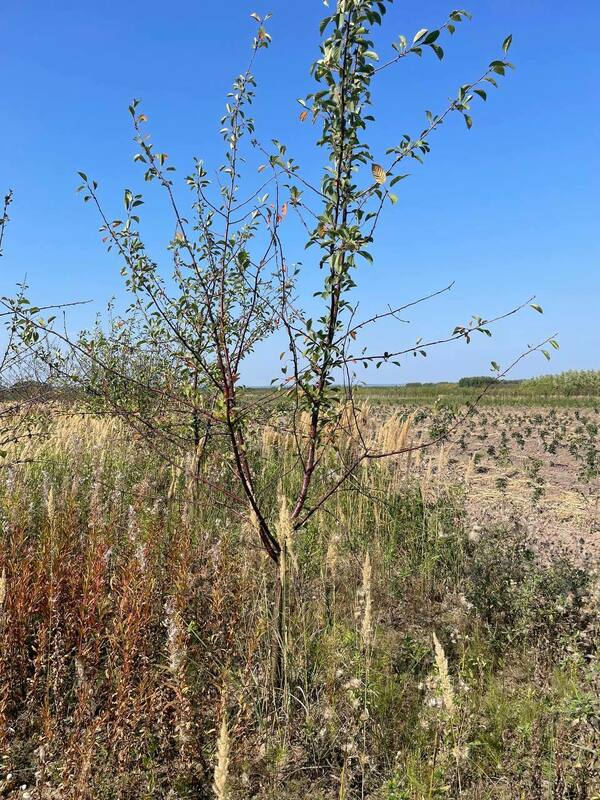 Вишня плодовая (Prunus cerasus)