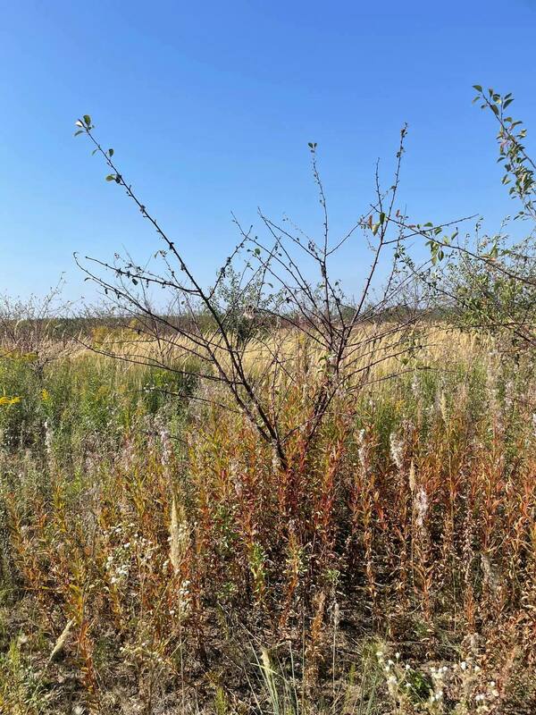 Вишня плодовая (Prunus cerasus)