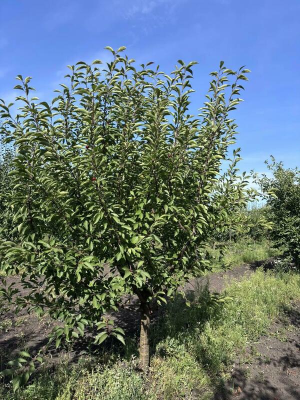 Вишня плодовая (Prunus cerasus)