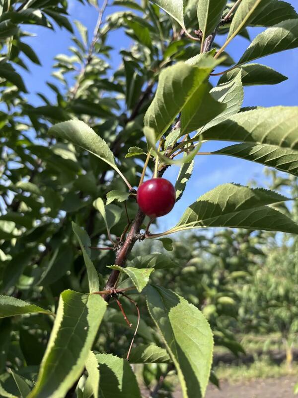 Вишня плодовая (Prunus cerasus)