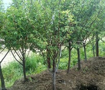 Вишня домашняя обыкновенная (Prunus cerasus)