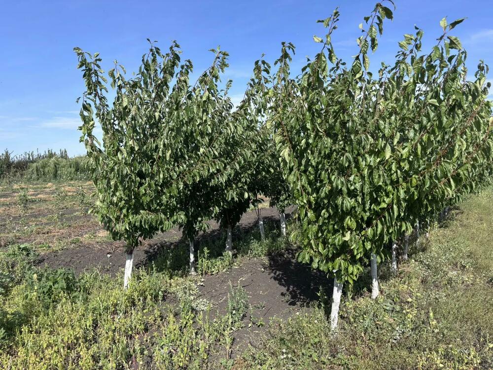 Черешня обыкновенная (Prunus avium)