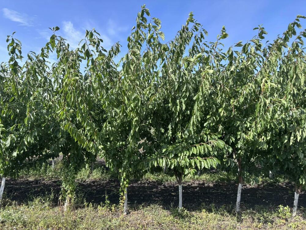 Черешня обыкновенная (Prunus avium)