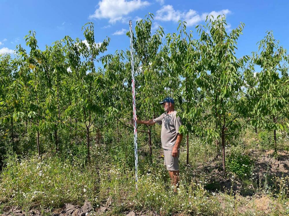 Черешня обыкновенная (Prunus avium)