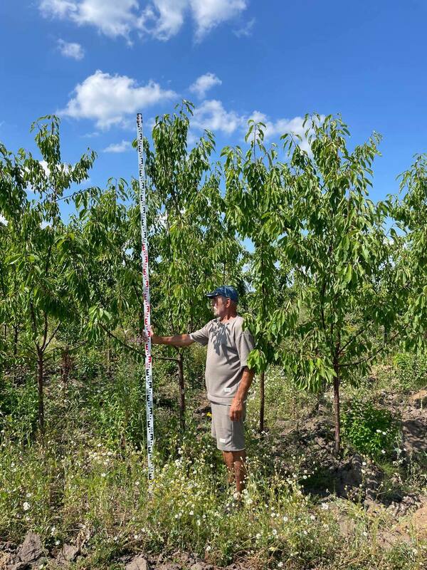 Черешня обыкновенная (Prunus avium)