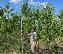 Черешня обыкновенная (Prunus avium)