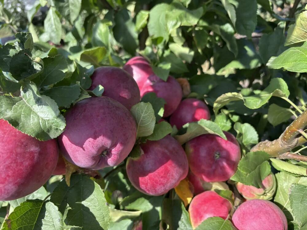 Яблоня плодовая (Malus domestica)