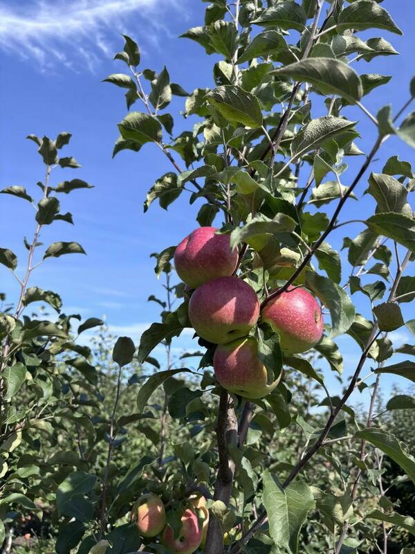 Яблоня плодовая (Malus domestica)
