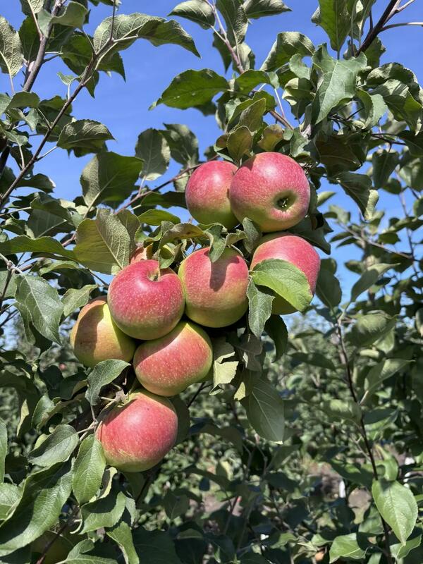 Яблоня плодовая (Malus domestica)