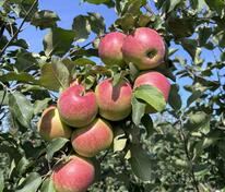 Яблоня плодовая (Malus domestica)