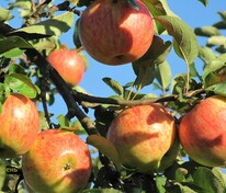 Яблоня Орлинка (Malus domestica 'Orlinka')