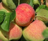 Яблоня Яблочный спас (Malus domestica 'Yablochnyy Spas')