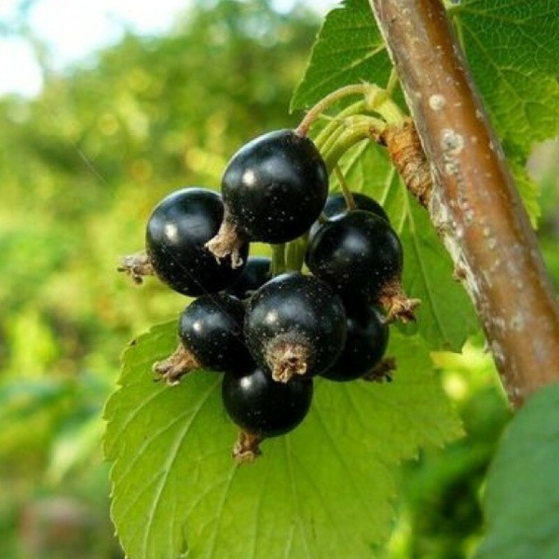 Смородина черная Тамерлан (Ribes nigrum 'Tamerlan')