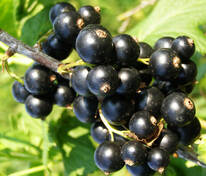 Смородина черная Тамерлан (Ribes nigrum 'Tamerlan')