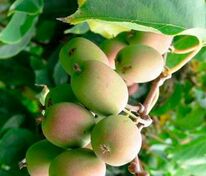 Актинидия коломикта Памяти Колбасиной (Actinidia kolomikta 'Pamyati Kolbasinoy')