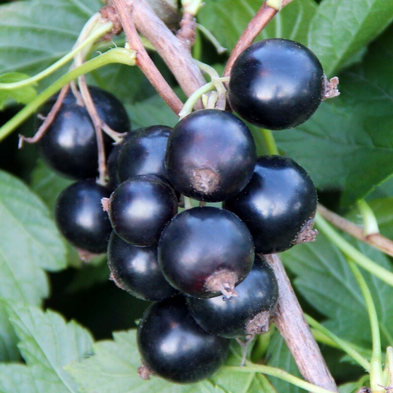 Смородина черная Сибилла (Ribes nigrum 'Sibilla')