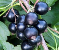 Смородина черная Сибилла (Ribes nigrum 'Sibilla')